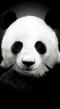 Animaux,Bears,Pandas pour HTC Desire V