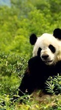 Télécharger une image Animaux,Bears,Pandas pour le portable gratuitement.