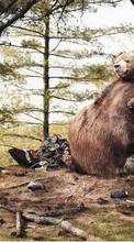 Télécharger une image Humour,Bears pour le portable gratuitement.