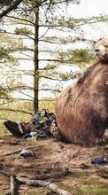 Humour,Animaux,Bears pour Motorola FIRE