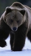 Télécharger une image Animaux,Bears pour le portable gratuitement.