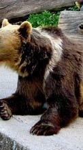Animaux,Bears pour Motorola Charm
