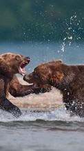 Télécharger une image Bears,Animaux pour le portable gratuitement.