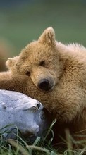 Télécharger une image Bears,Animaux pour le portable gratuitement.