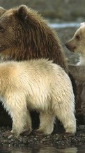 Télécharger une image Animaux,Bears pour le portable gratuitement.