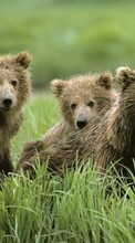 Télécharger une image 320x480 Animaux,Bears pour le portable gratuitement.