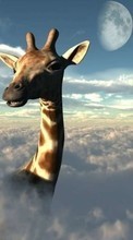Télécharger une image 720x1280 Animaux,Sky,Nuages,Girafes pour le portable gratuitement.