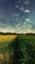Télécharger une image Paysage,Herbe,Les champs,Sky pour le portable gratuitement.