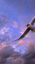 Télécharger une image Animaux,Oiseaux,Sky pour le portable gratuitement.