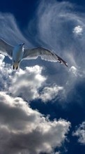 Télécharger une image Sky,Oiseaux,Animaux pour le portable gratuitement.
