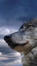 Télécharger une image Animaux,Loups,Sky pour le portable gratuitement.