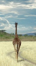 Télécharger une image Animaux,Sky,Girafes pour le portable gratuitement.