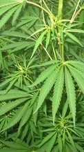 Télécharger une image 1024x768 Plantes,Le cannabis pour le portable gratuitement.