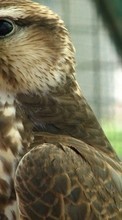 Eagles,Animaux,Oiseaux pour Samsung Champ 2 C3330