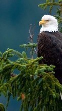 Télécharger une image Eagles,Oiseaux,Animaux pour le portable gratuitement.