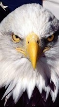 Eagles,Oiseaux,Animaux pour Sony Ericsson Xperia X8