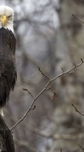 Eagles,Oiseaux,Animaux pour BlackBerry Curve 8310