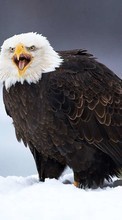 Télécharger une image Eagles,Oiseaux,Animaux pour le portable gratuitement.