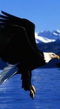 Télécharger une image Animaux,Oiseaux,Eagles pour le portable gratuitement.
