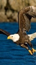 Eagles,Oiseaux,Animaux pour Motorola Flipout