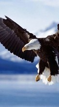 Télécharger une image 240x320 Animaux,Oiseaux,Eagles pour le portable gratuitement.