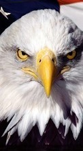 Télécharger une image 720x1280 Animaux,Oiseaux,Eagles pour le portable gratuitement.
