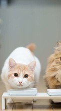 Chats,Animaux pour Sony Xperia Z1S