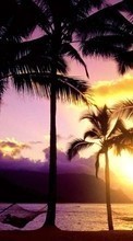 Palms,Paysage,Plage,Coucher de soleil pour Lenovo A1000