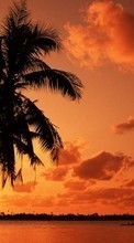 Télécharger une image Palms,Paysage,Nature,Coucher de soleil pour le portable gratuitement.