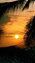 Télécharger une image Palms,Paysage,Coucher de soleil pour le portable gratuitement.