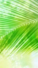 Télécharger une image 1080x1920 Plantes,Palms pour le portable gratuitement.