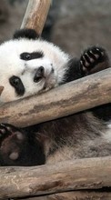 Télécharger une image Animaux,Pandas pour le portable gratuitement.