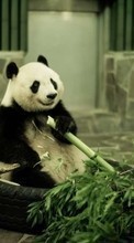 Télécharger une image Animaux,Pandas pour le portable gratuitement.