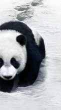 Télécharger une image Pandas,Animaux pour le portable gratuitement.