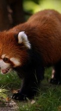 Pandas,Animaux pour HTC One S