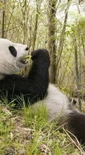 Télécharger une image Pandas,Animaux pour le portable gratuitement.