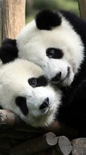 Pandas,Animaux pour HTC Desire Z
