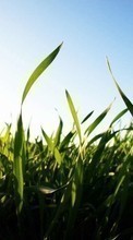 Télécharger une image Plantes,Paysage,Herbe,Les champs,Sun pour le portable gratuitement.