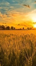Télécharger une image Paysage,Les champs,Coucher de soleil pour le portable gratuitement.