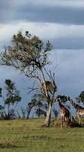 Paysage,Nature,Girafes,Animaux pour HTC Hero