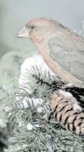 Télécharger une image Paysage,Oiseaux,Neige,Animaux pour le portable gratuitement.