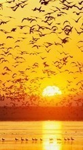 Télécharger une image Paysage,Oiseaux,Coucher de soleil pour le portable gratuitement.