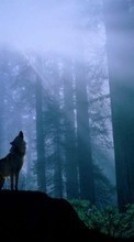 Télécharger une image Paysage,Loups pour le portable gratuitement.
