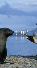 Télécharger une image Pinguouins,Oiseaux,Joints,Animaux pour le portable gratuitement.