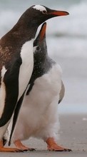 Pinguouins,Oiseaux,Animaux pour Nokia 130