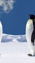 Télécharger une image Pinguouins,Oiseaux,Animaux pour le portable gratuitement.