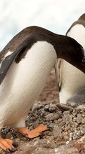 Télécharger une image Pinguouins,Oiseaux,Animaux pour le portable gratuitement.
