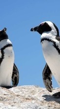 Animaux,Oiseaux,Pinguouins pour Lenovo A316i