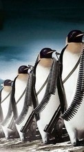 Télécharger une image Pinguouins,Dessins,Animaux pour le portable gratuitement.