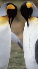 Télécharger une image Animaux,Pinguouins pour le portable gratuitement.
